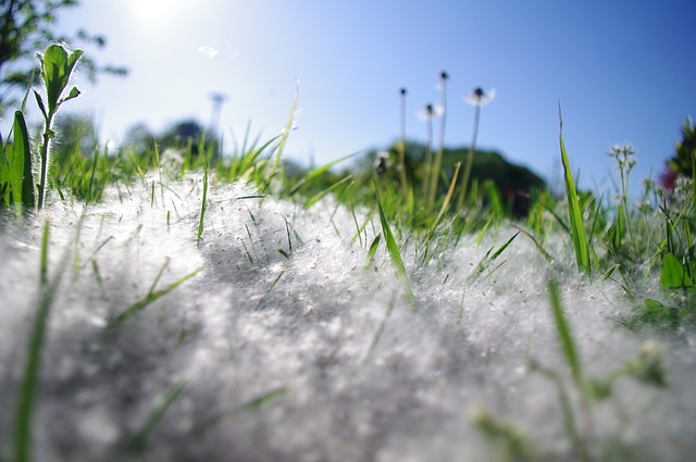 Allergie pollen : que faire pour réduire les symptômes ?