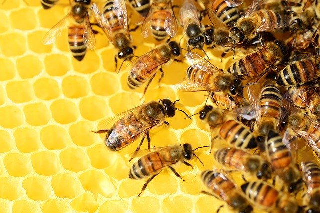 Quel miel choisir si l’on veut se soigner avec les plantes ?