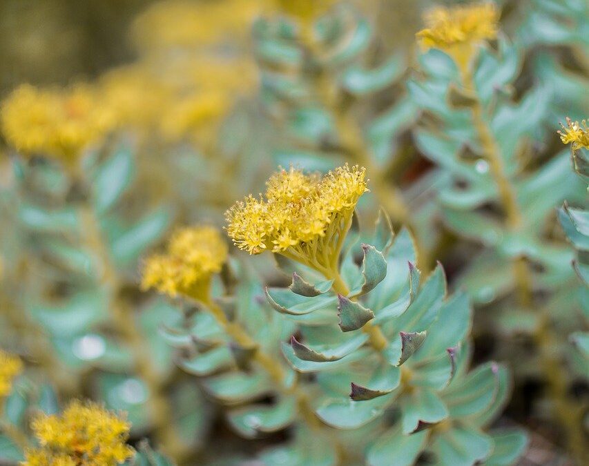 Comment consommer de la Rhodiola ?