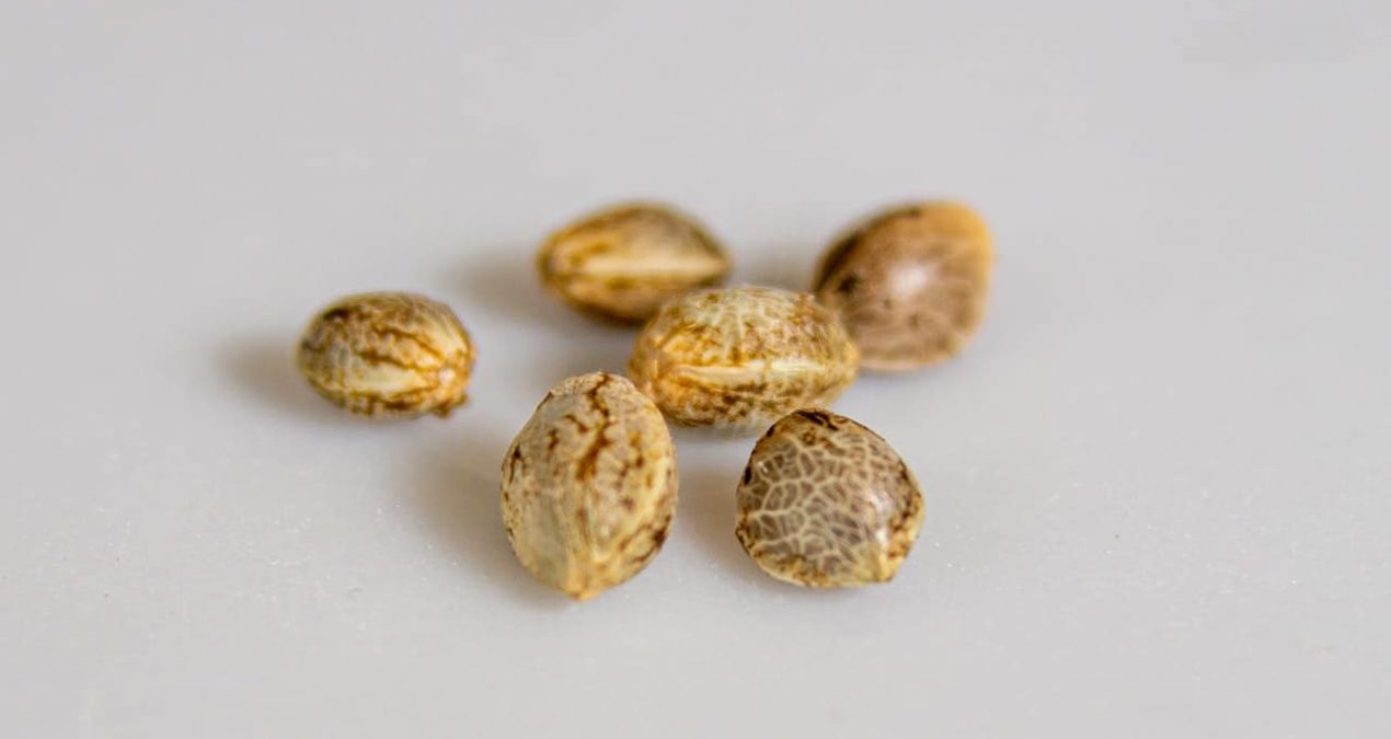 Qu’est-ce qu’une graine féminisée ?