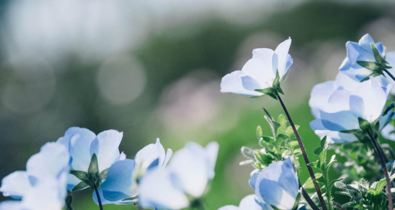 5 plantes à consommer en tisane